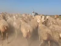 भेड़, भेड़ — फ़ोटो 2