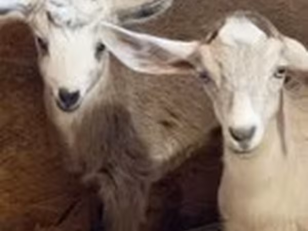 Nubian Goat