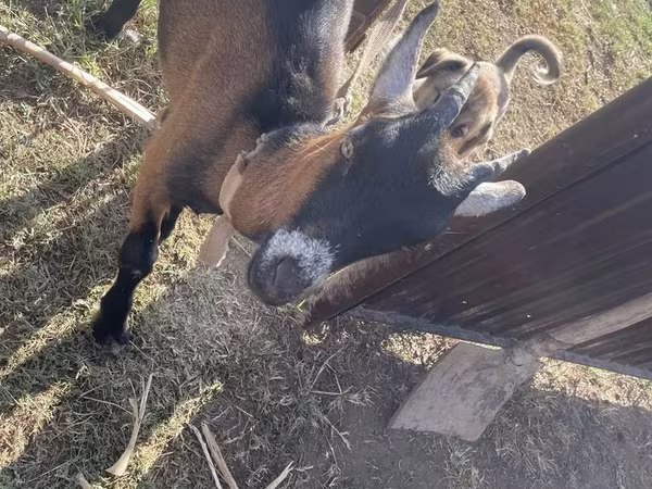 母山羊, Alpine goat