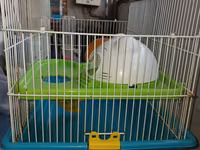 Hamster üçün tam dəst qəfəs uzunluqu 55 sm hündürlük 45 sm eni 30 sm — الصورة 3