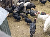 Turkeys — Foto 2
