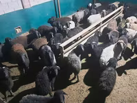 كبش, الأغنام — الصورة 2