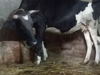 Sigir, Russian Black pied cattle — 3-rasm