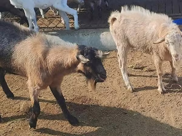 公山羊, Saanen goat