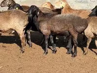 كبش, الأغنام — الصورة 2