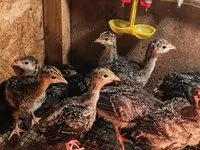 Chickens — Foto 2