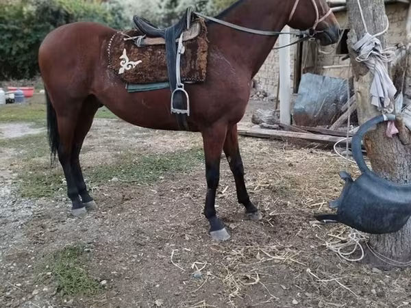 At, Thoroughbred horse