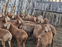كبش, Arashan sheep — الصورة 4