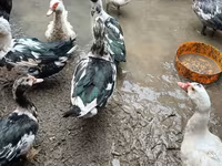 Ducks — الصورة 1