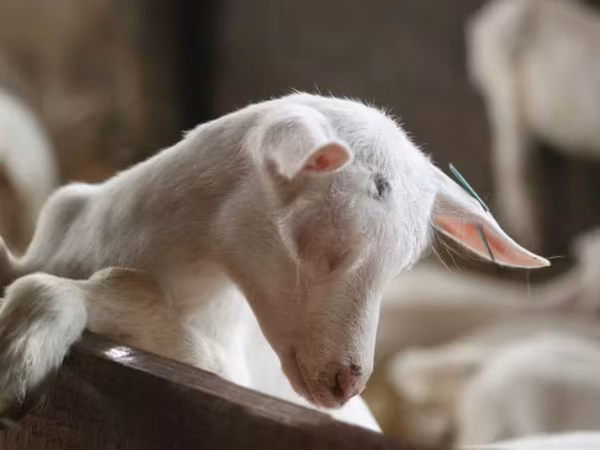 Ziege, Saanen goat
