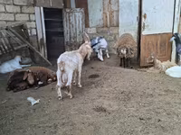 أغنام (دفعة، الجنس غير محدد), الأغنام — الصورة 4