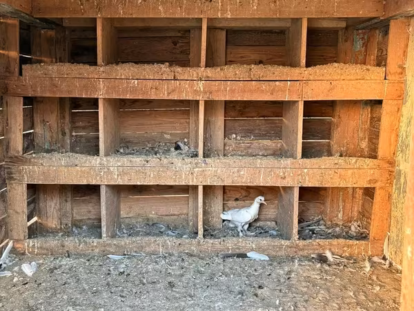 Taxta quşxana/saya satılır - Material: qalın taxta karkas, üzəri