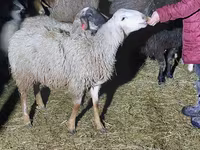 Ram, Arashan sheep — photo 3