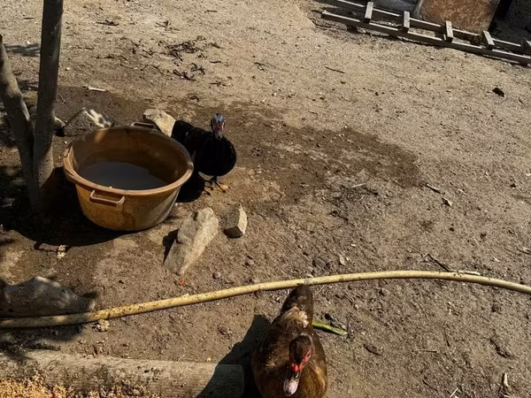 Ducks