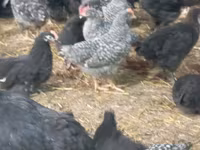 Chickens — photo 3