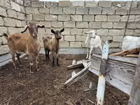 Ziege, Saanen goat — Foto 1