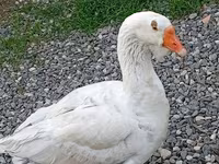 Geese — Foto 3