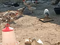 Chickens — 3-rasm