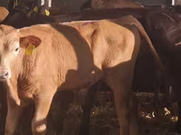 Bulle, Simmental cattle — Foto 5