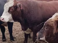 Toro, Vaca kazaja de cabeza blanca — foto 3