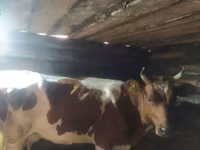 Kuh, Simmental cattle — Foto 7