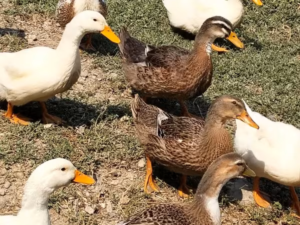 Ducks