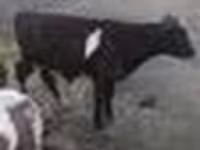 Toro, Ganado vacuno — foto 3