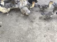 Ducks — foto 4