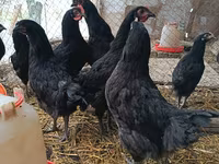 Australorp — Foto 4