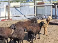 Carnero, Baerchuke sheep — foto 4