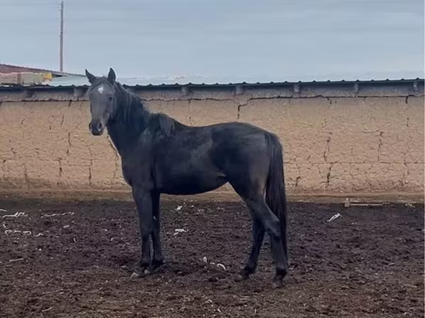 Hengst, Kazakh horse