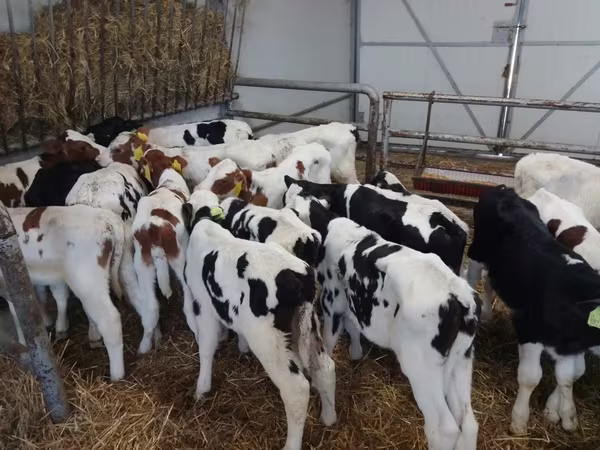 Bulle, Russian Black pied cattle
