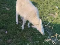Cabra, Russian White goat — foto 1
