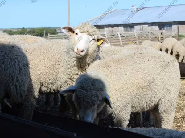 Carnero, Kuibyshev sheep
