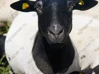 Qoç, Dorper sheep — foto 1