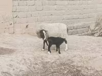母羊, Romanov sheep — 照片 5