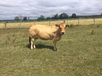 Сиыр, Partenaise cattle — 1-сурет