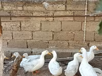 Ducks — Foto 2
