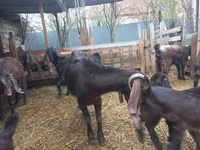 Ziege, Damask goat — Foto 3