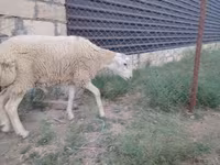 मेढ़ा, भेड़ — फ़ोटो 3