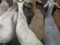 公羊, Sheep — 照片 5