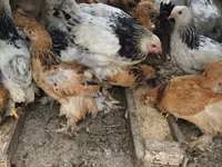 Brahma — Foto 5