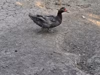 Ducks — फ़ोटो 8