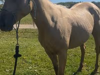 Stute, Quarter Horse — Foto 1