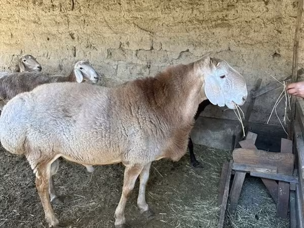Баран, Гиссарская овца