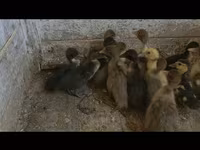 Ducks — الصورة 1