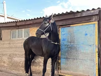 Stute, Friesian — Foto 7
