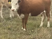 بقرة, Latvian Blue cattle — الصورة 3
