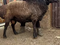 मेढ़ा, Edilbay sheep — फ़ोटो 5