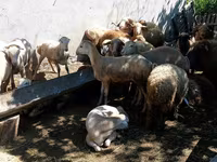 Ram, Sheep — photo 1